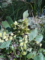 Phyllodium pulchellum