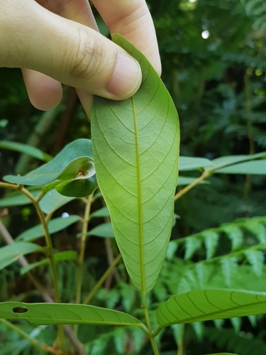 Image of Derris elliptica by (c) pbsg, some rights reserved (CC BY)