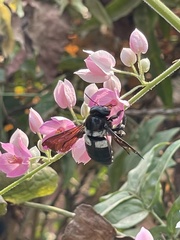 Xylocopa caffra