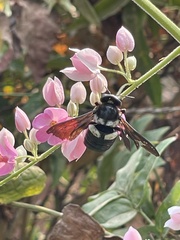Xylocopa caffra