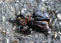 Xylotrupes