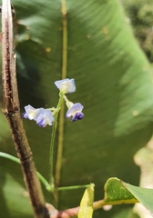 Glycine clandestina