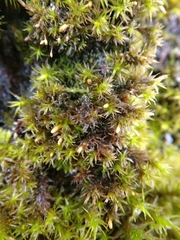 Orthotrichaceae