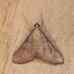 Endotricha pyrosalis