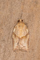 Epiphyas postvittana