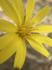 Microseris