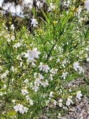 Prostanthera nivea