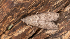 Heteromicta pachytera