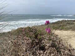 Antirrhinum majus