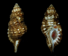Monoplex corrugatus