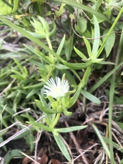 Delosperma caespitosum