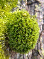 Orthotrichaceae