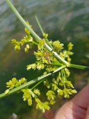 Cyperus surinamensis