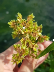 Cyperus surinamensis