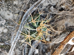 Astrophytum ornatum