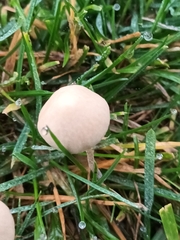 Conocybe apala