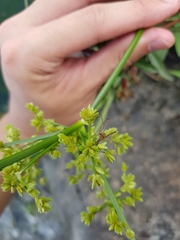 Cyperus surinamensis