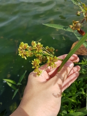 Cyperus surinamensis