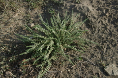 Selago densiflora