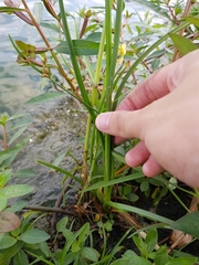 Cyperus surinamensis