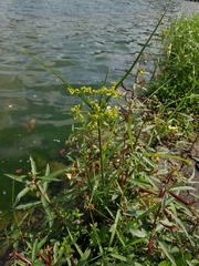 Cyperus surinamensis