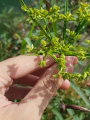 Cyperus surinamensis