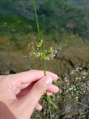 Cyperus surinamensis