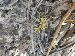 Astrophytum ornatum