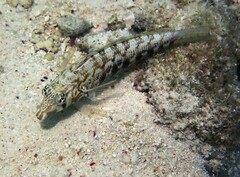 Parapercis australis