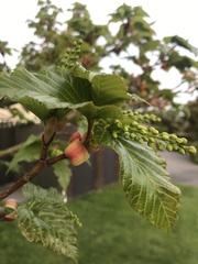 Acer davidii