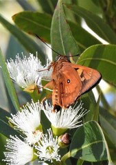 Trapezites symmomus