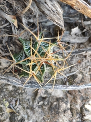 Astrophytum ornatum