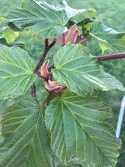 Acer davidii
