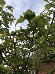 Acer davidii