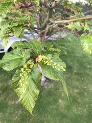 Acer davidii