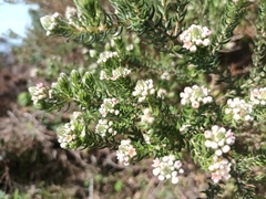 Phylica axillaris