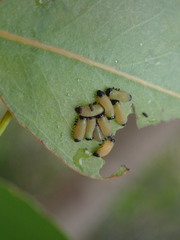 Paropsis atomaria