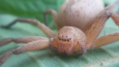 Olios