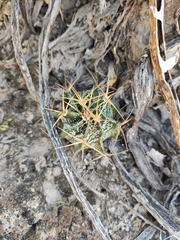 Astrophytum ornatum