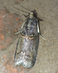 Acrobasis caryae