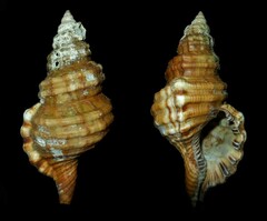 Monoplex parthenopeus
