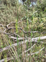 Juncus pallidus