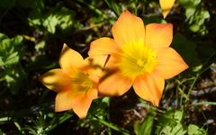 Romulea saldanhensis