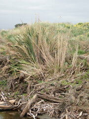 Phragmites karka