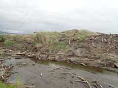 Phragmites karka