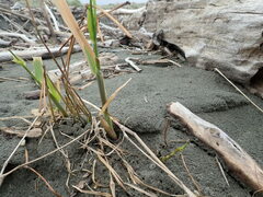 Phragmites karka