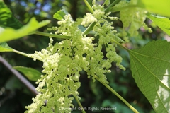Boehmeria nivea