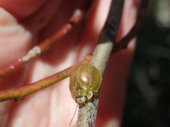Paropsisterna cloelia