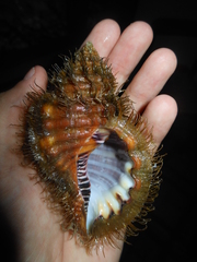 Monoplex parthenopeus