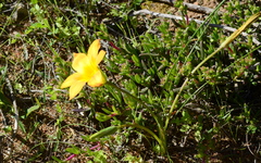 Romulea saldanhensis